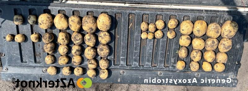 Potatoes in ND_generic vs azterknot_labled